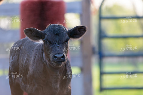 Angus Calf 50223