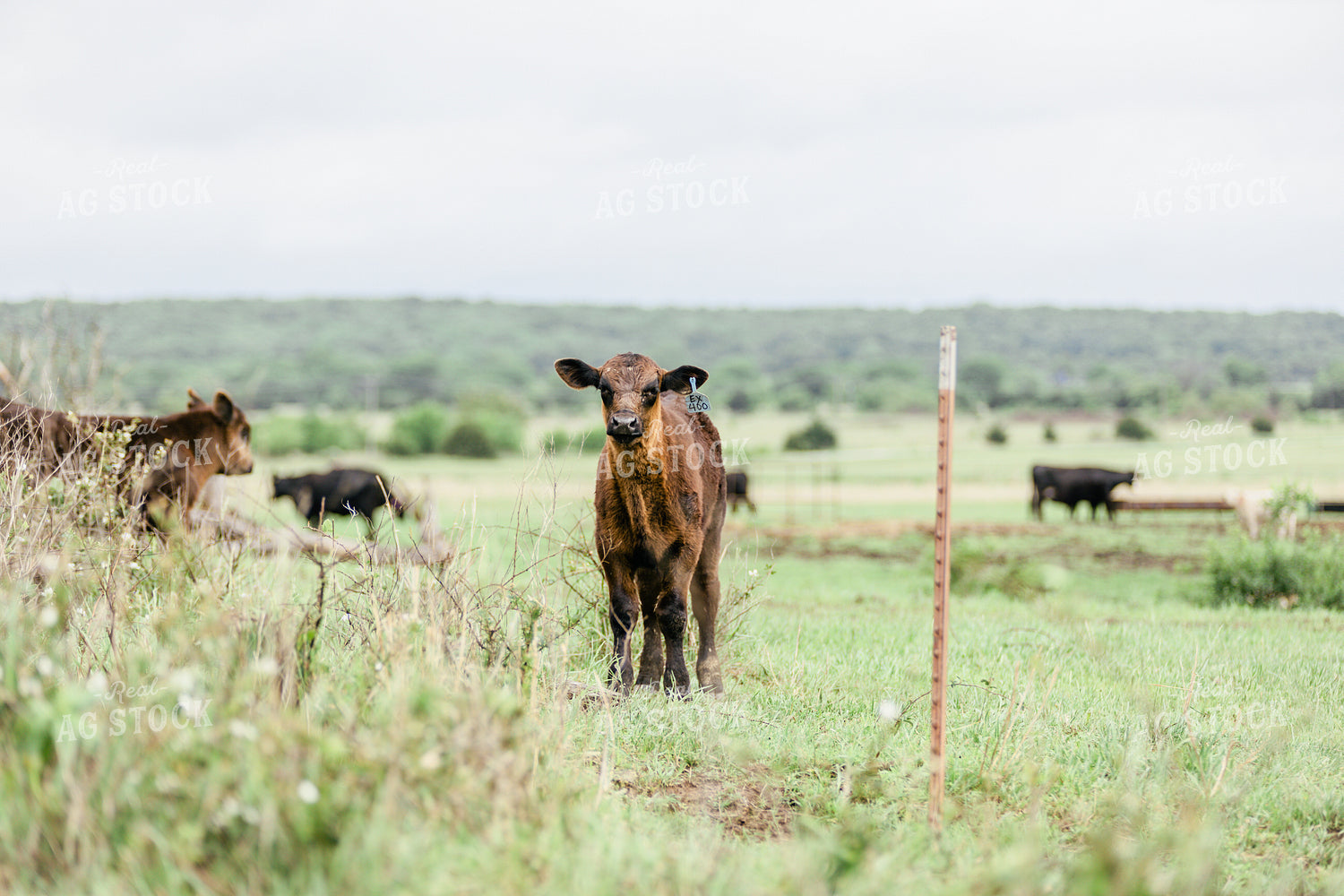 Cattle in Pasture 131009