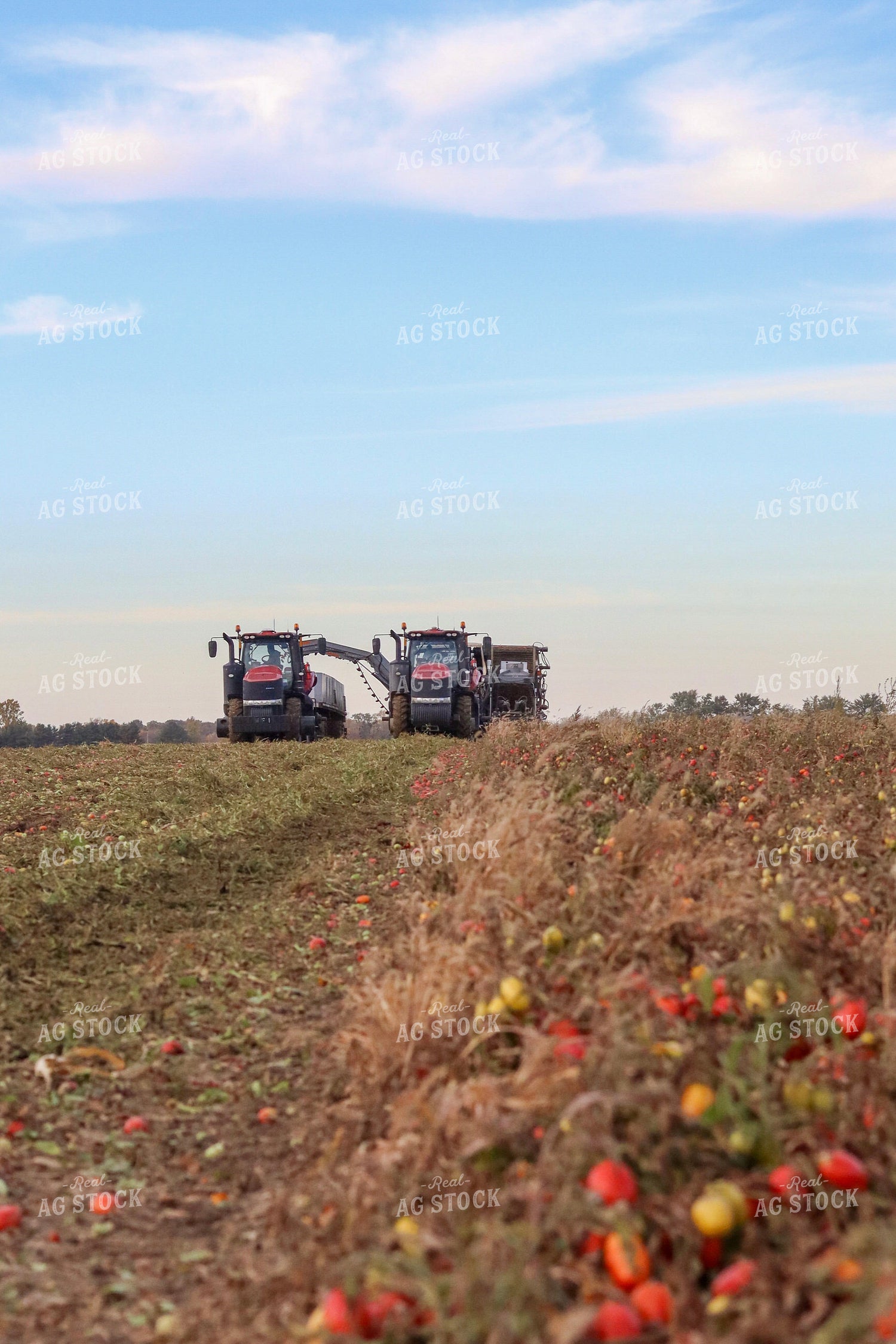 Tomato Harvest 109035