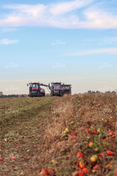 Tomato Harvest 109035