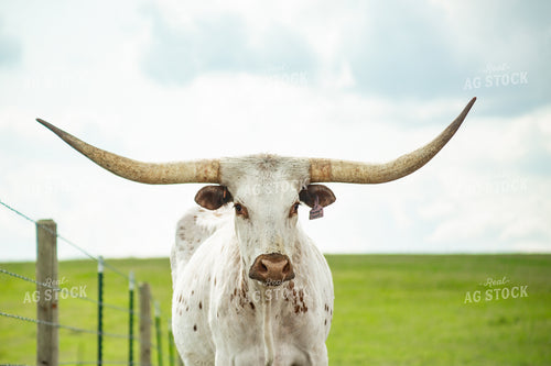 Longhorn Cow 155500