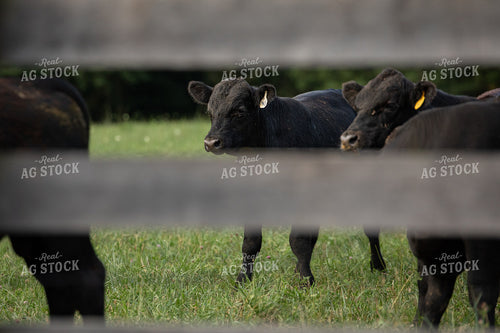 Angus Cow 189049