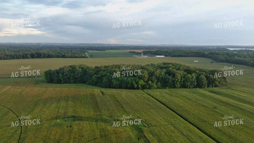 Aerial Corn Field Landscape 79215
