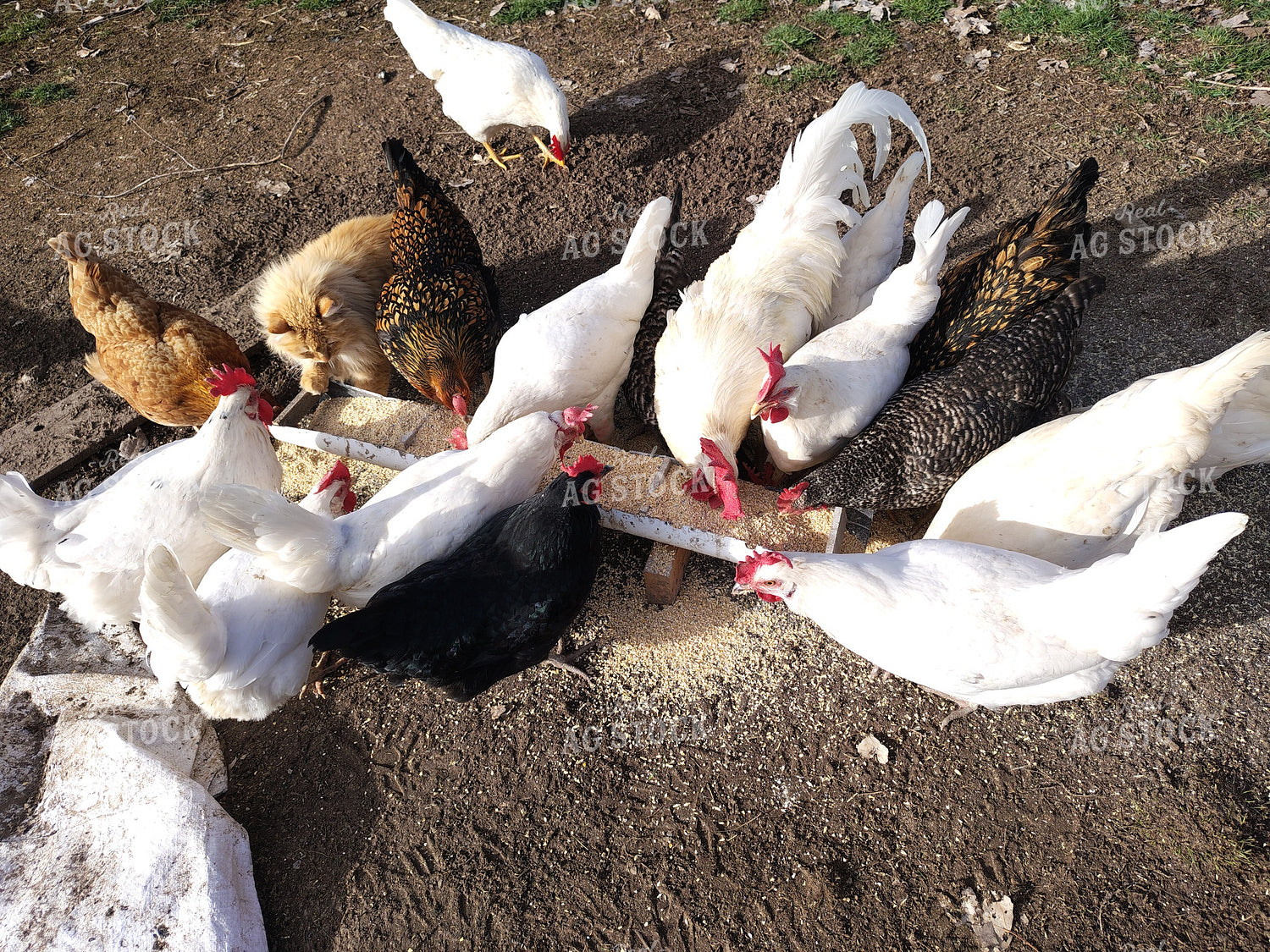 Chickens Eating 122064