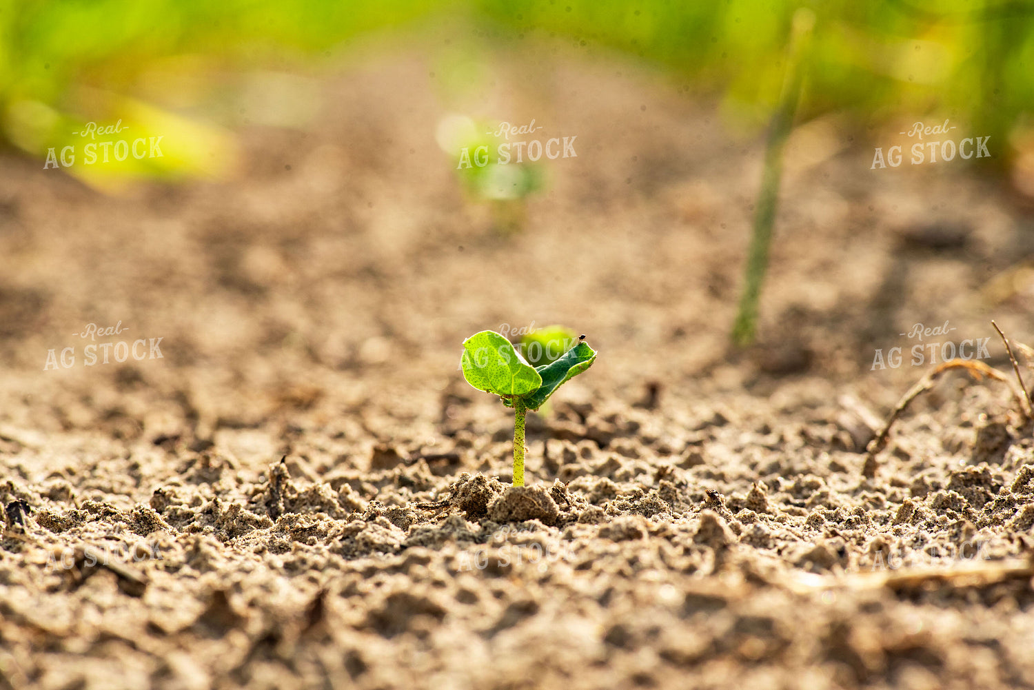 Second Crop Early Growth Soybeans 136179