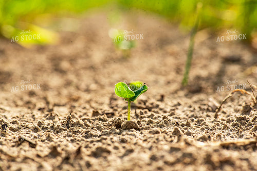 Second Crop Early Growth Soybeans 136179