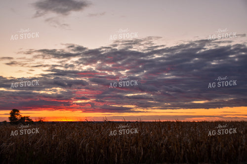 Dried Corn Field at Sunset 25587