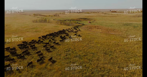Moving Cattle 187178