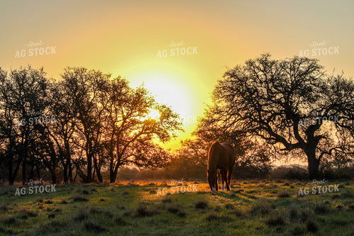 Horse in Pasture at Sunrise 58108