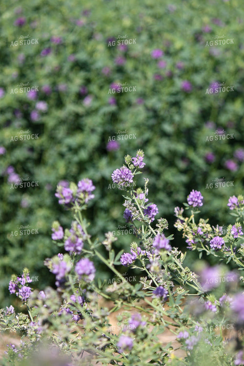 Alfalfa 188000