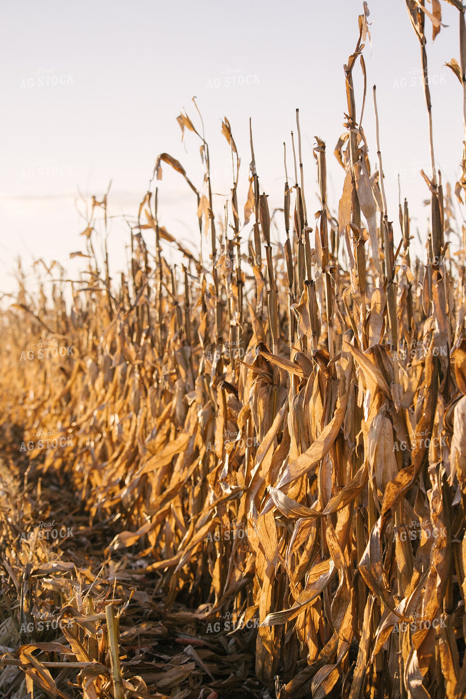 Dried Corn Stalks and Ears 70039