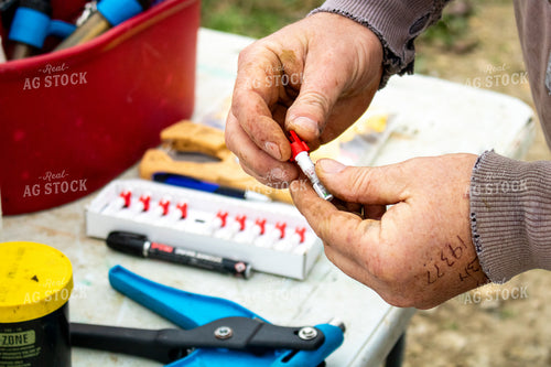 Working Cattle 214261