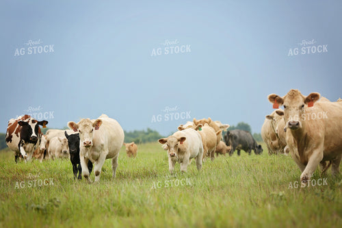 Cattle in Pasture 127014
