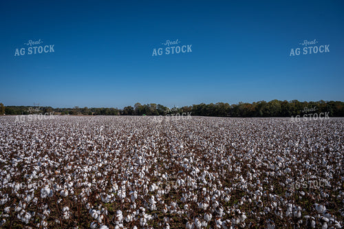 Cotton Field 149156