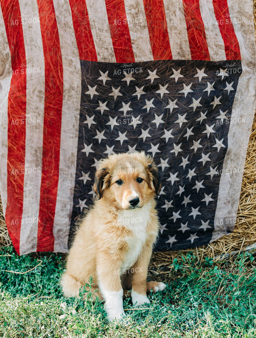 Farm Dog with American Flag 61075