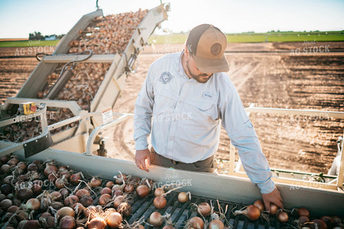 Onion Harvest 56731