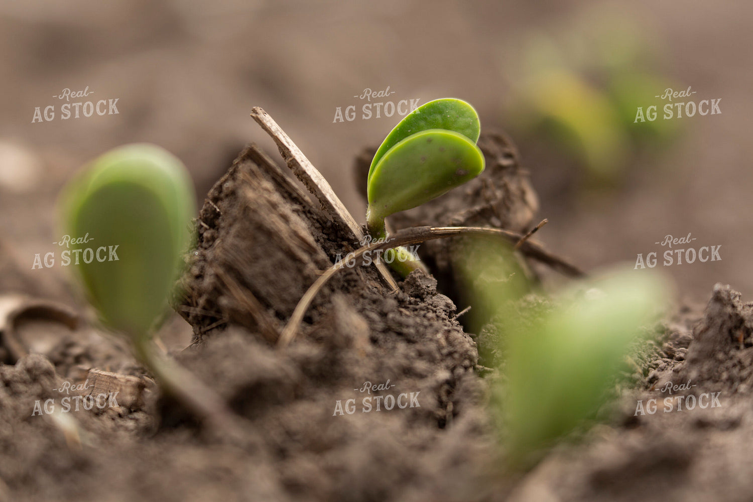 Soybeans - Early Growth 1383