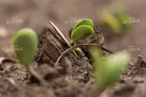 Soybeans - Early Growth 1383