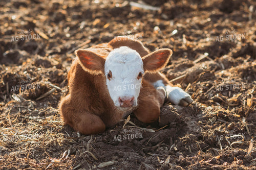 Hereford Calf 174014