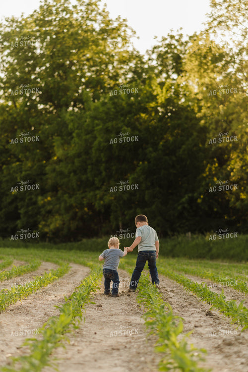 Farm Kids Playing in Early Growth Corn Field 115061