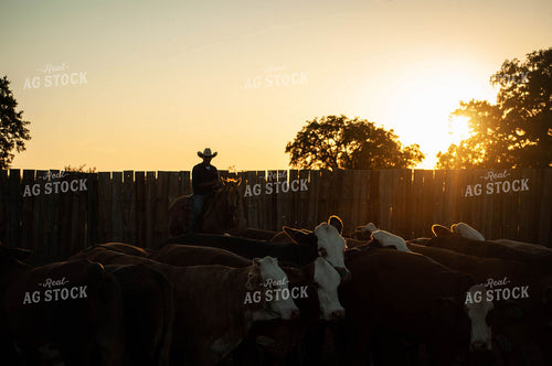 Rancher Riding Horse Among Cattle 59006