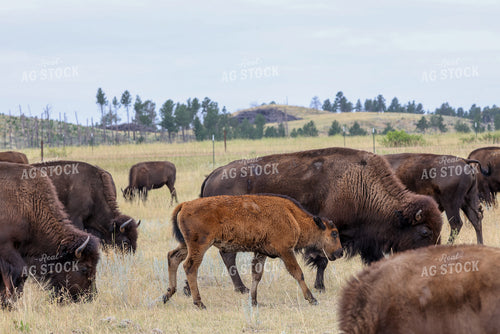 American Bison 261039