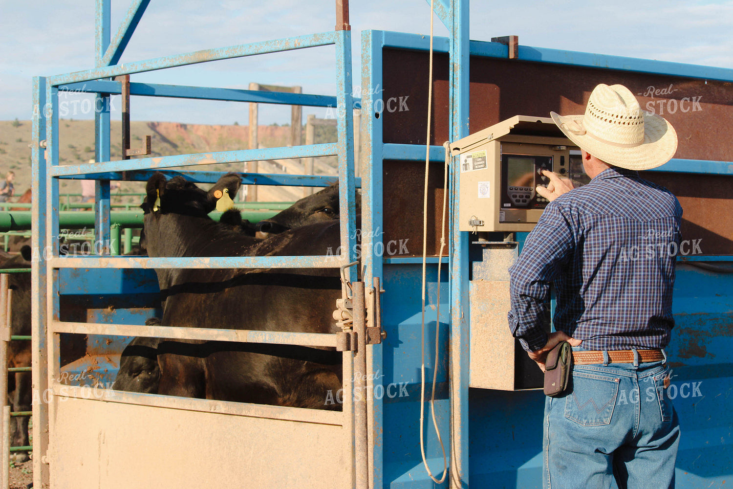 Weighing Cattle 63087