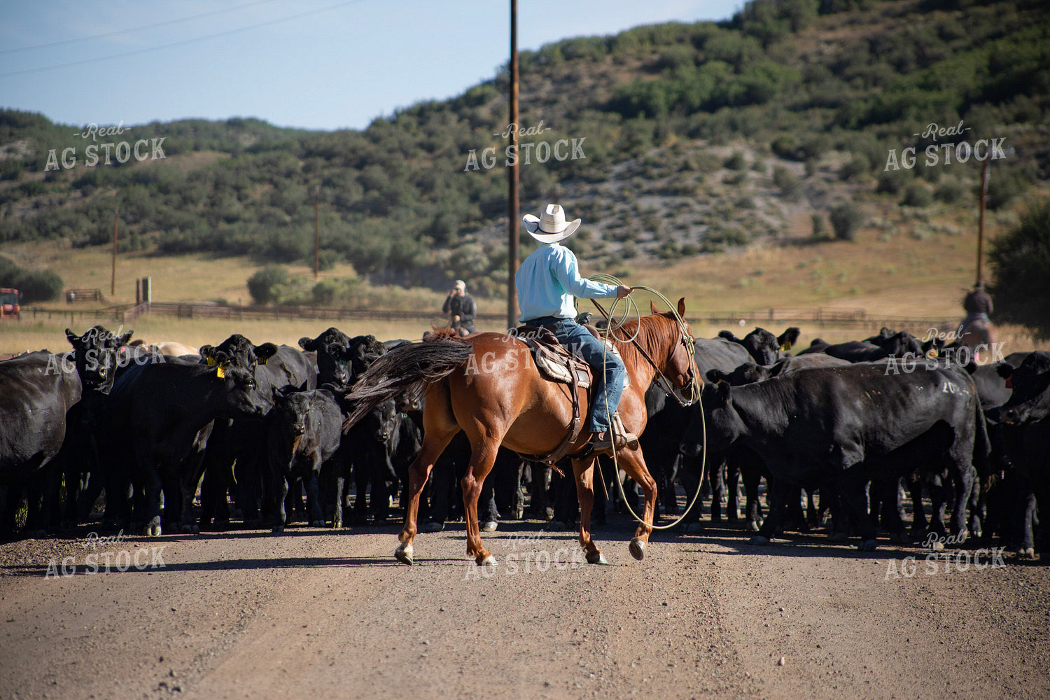Cowboy on Cattle Drive 117401