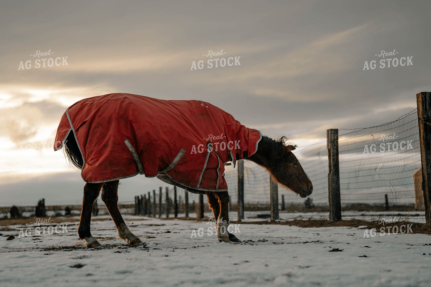Horse Wearing Blanket 58379