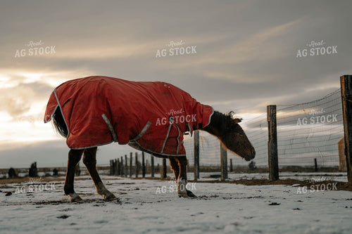 Horse Wearing Blanket 58379