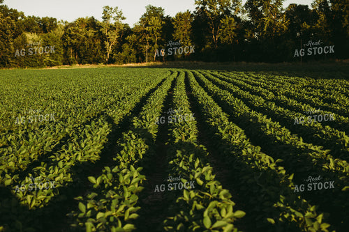 Green Soybean Field at Sunset 6073