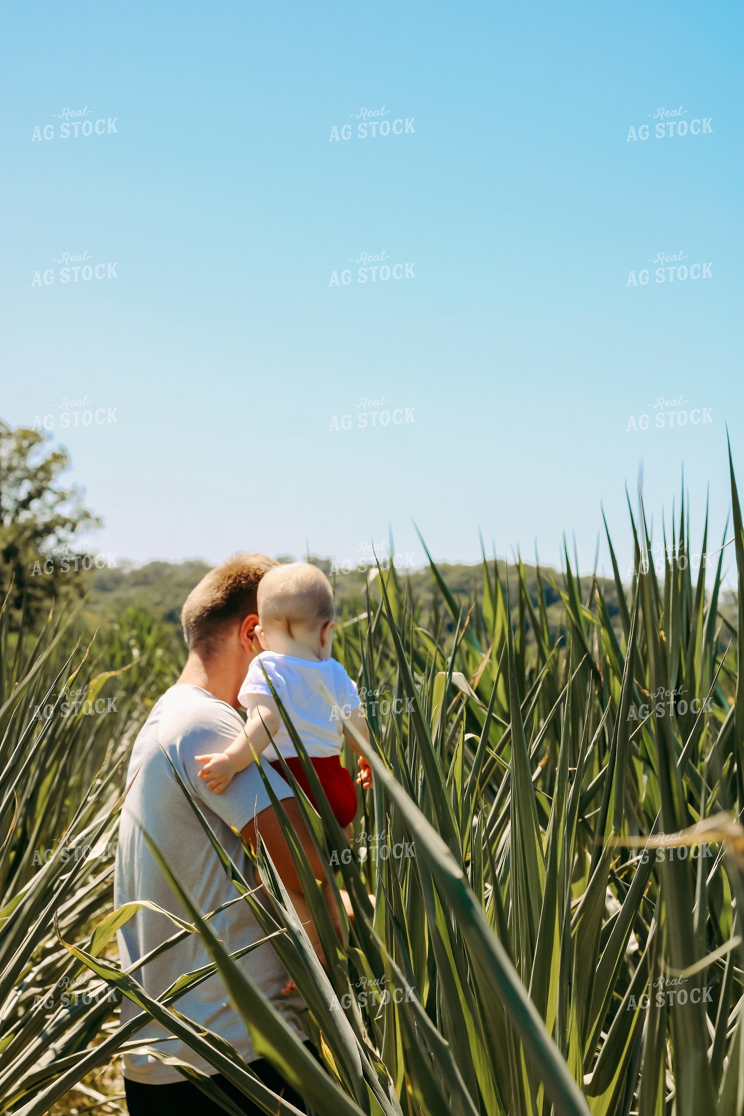 Farmer in Corn Field with Curled Leaves 101058
