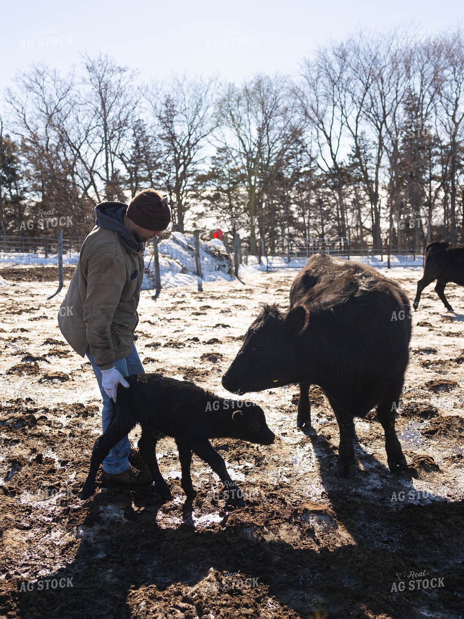 Cow, Calf and Rancher in Pasture 70183