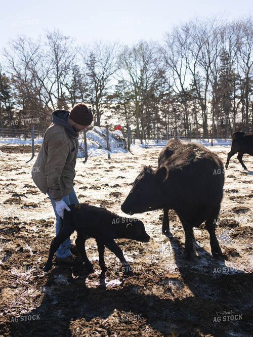 Cow, Calf and Rancher in Pasture 70183