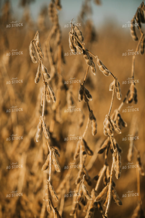 Golden Hour Soybean Plants and Pods 4772