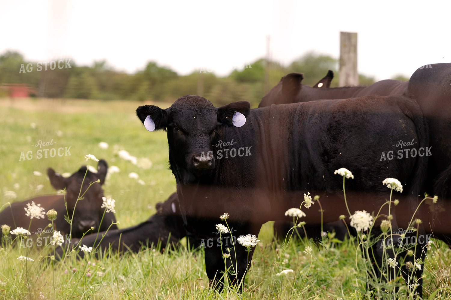 Cattle on Pasture 129118