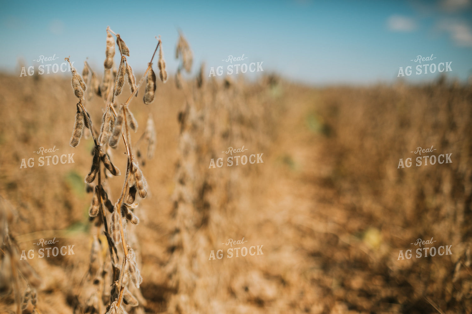 Dried Soybeans 4705