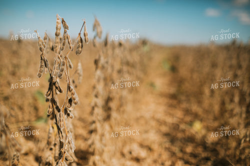 Dried Soybeans 4705