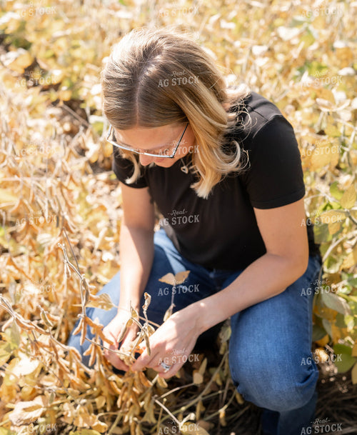 Checking Soybeans 185063
