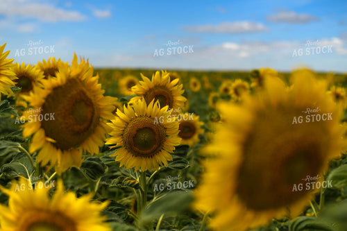 Sunflower Field 185117