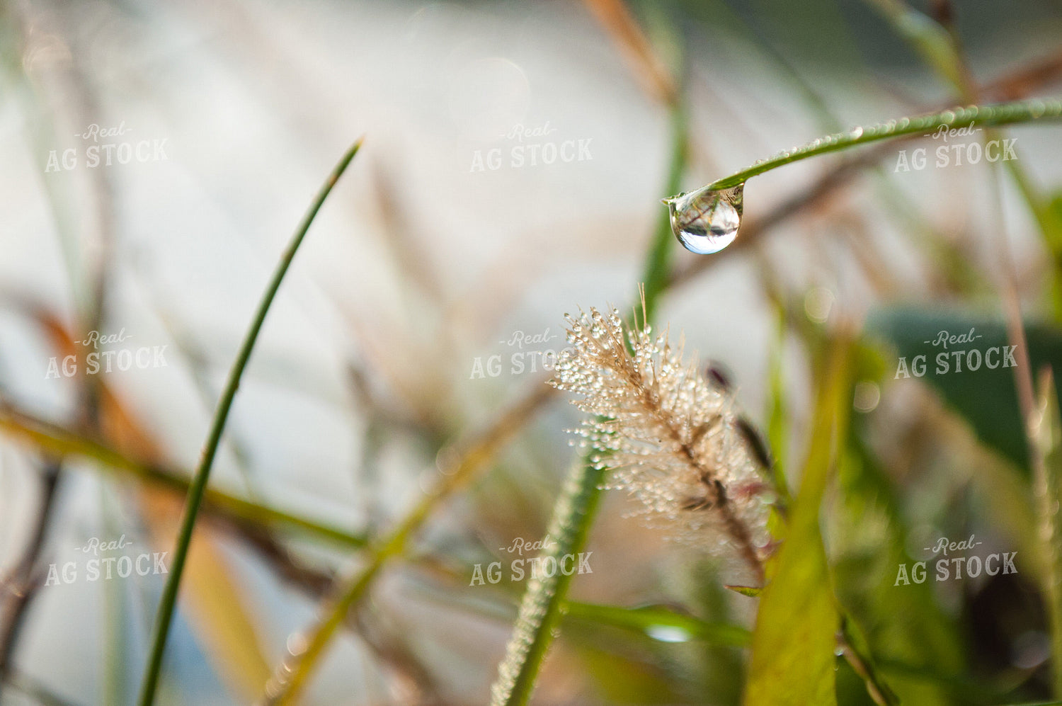 Dew on Grass 76007