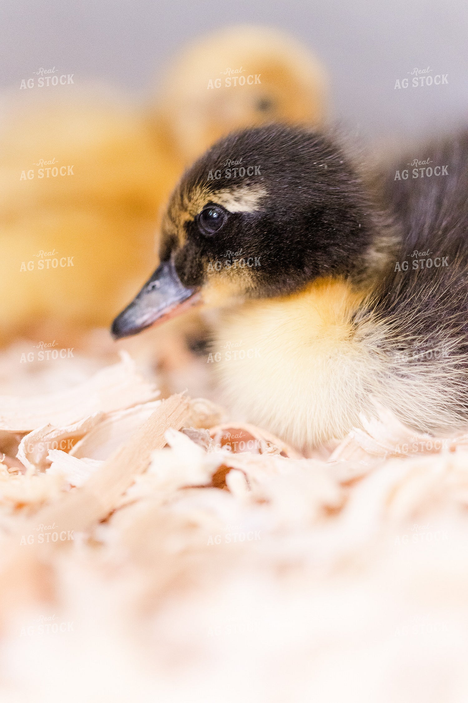 Duckling 184001