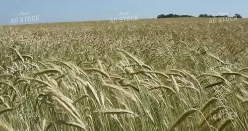 Barley Blowing in Wind 156116
