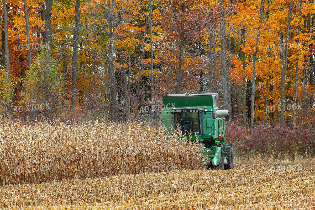 Green Combine Harvesting Dried Corn in Fall Foliage Setting 410002