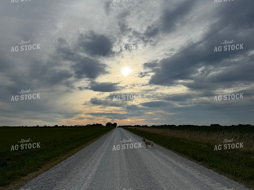 Farm Dog on Rural Road 228025