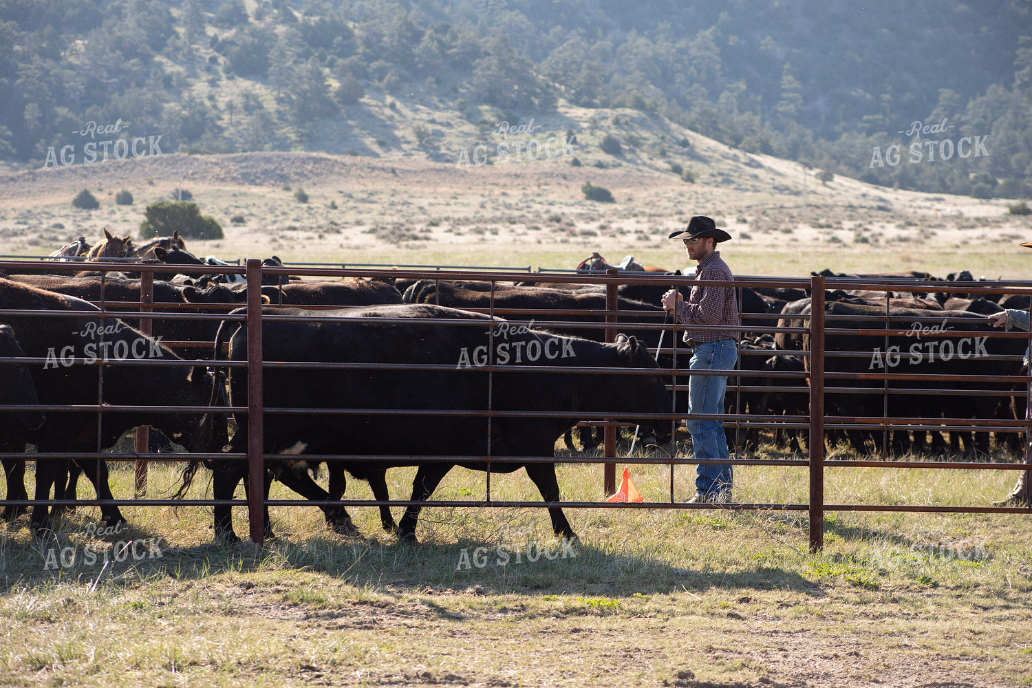 Working Cattle 117151