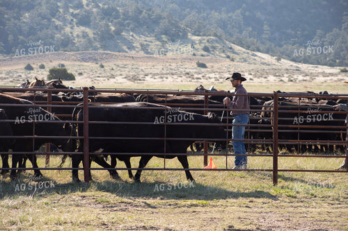 Working Cattle 117151