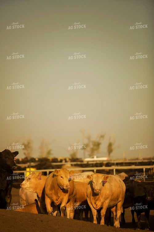 Feedyard Cattle at Sunrise 3840