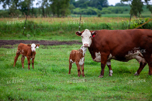 Hereford Cattle 132055