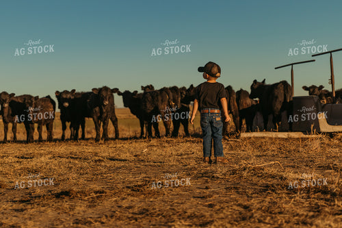 Angus Cattle in Pasture with Farm Kid 61090